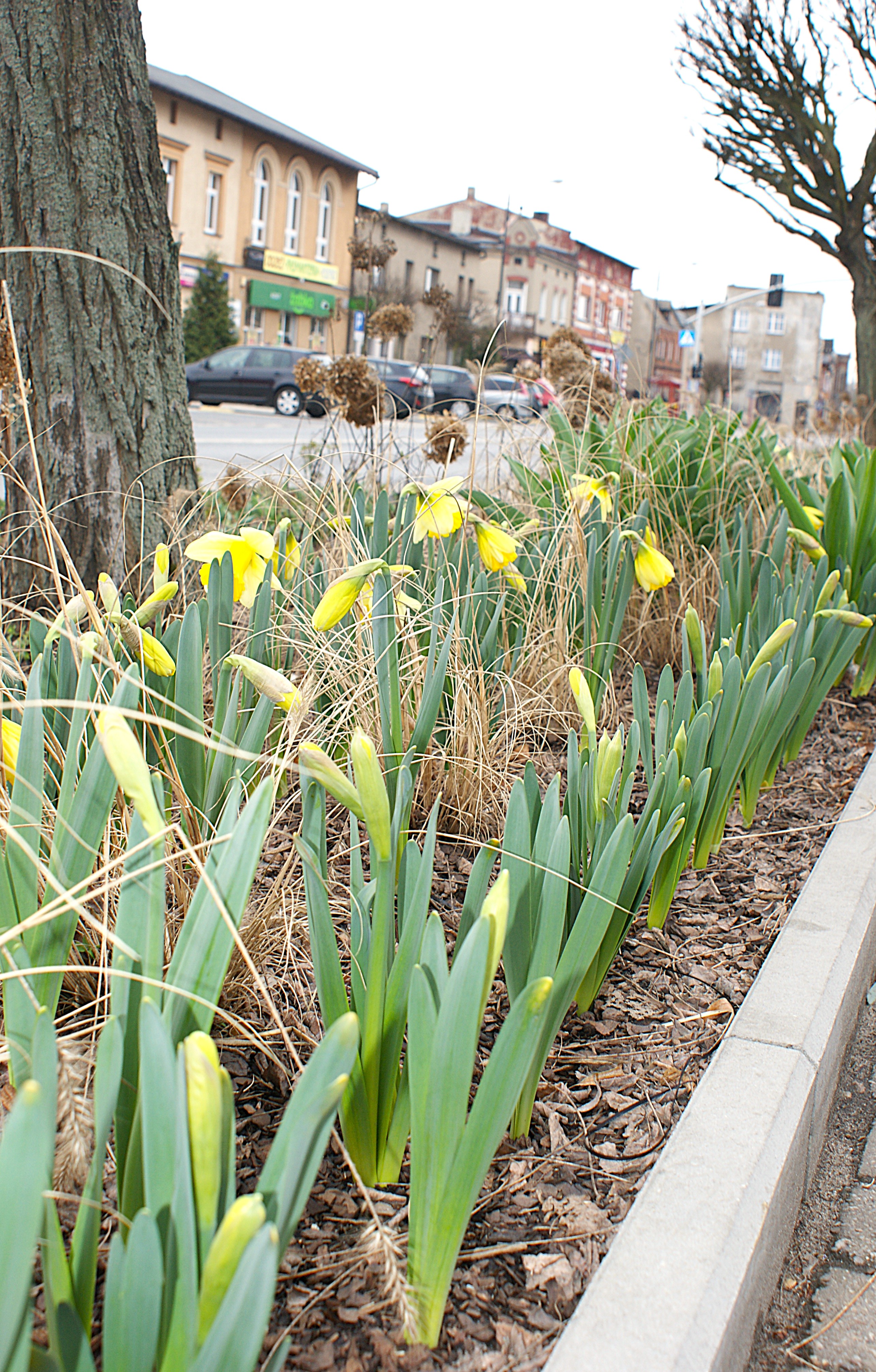 Wiosna na miasteczkowskim Rynku
