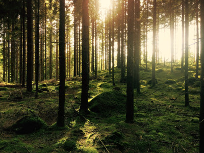 grafika do wpisu: Konsultacje w sprawie wyznaczenia lasów referencyjnych