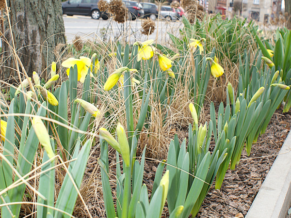 grafika do wpisu: Wiosna na miasteczkowskim Rynku